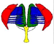 Scheda sui rotiferi